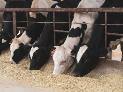 Comment optimiser l&rsquo;alimentation dans une&nbsp;ferme