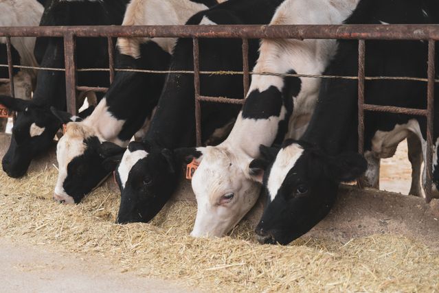 Comment optimiser l&rsquo;alimentation dans une&nbsp;ferme